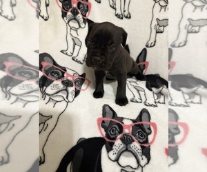 Medium Cane Corso