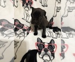 Puppy Hot Pink Cane Corso