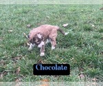 Puppy 5 Aussiedoodle-Poodle (Standard) Mix