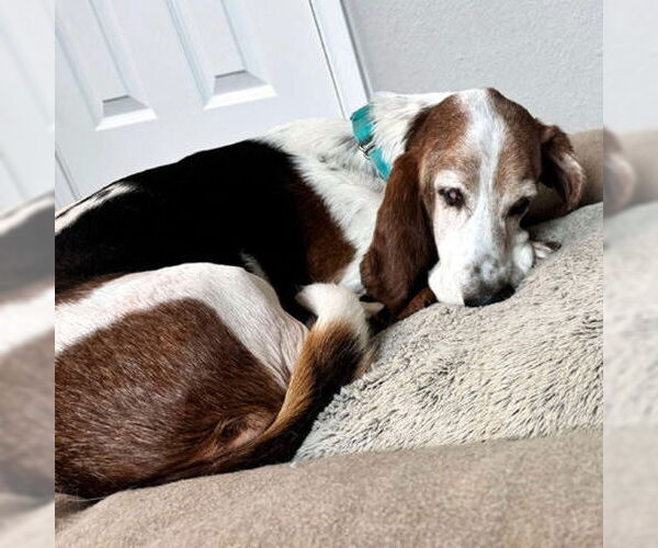 Medium Photo #5 Basset Hound Puppy For Sale in Deepwater, NJ, USA