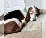 Small Photo #5 Basset Hound Puppy For Sale in Deepwater, NJ, USA