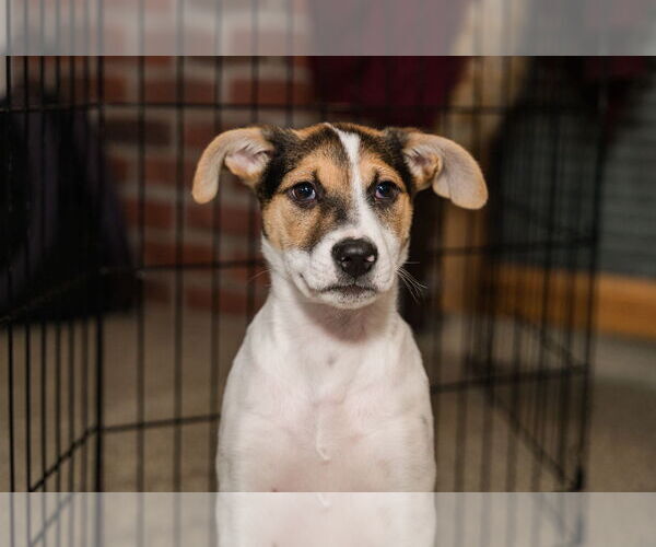 Medium Photo #6 Jack Russell Terrier-Unknown Mix Puppy For Sale in St. Louis Park, MN, USA