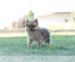 Small #4 Pomeranian