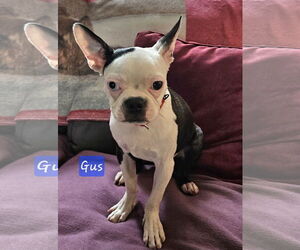 Boston Terrier Dogs for adoption in Oakhurst, NJ, USA