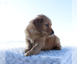 Small Golden Retriever