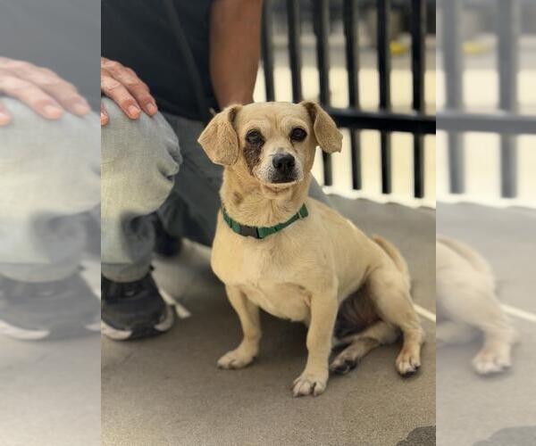 Medium Photo #1 Chihuahua-Unknown Mix Puppy For Sale in Santa Maria, CA, USA