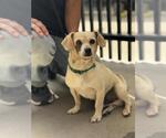 Small Chihuahua Mix