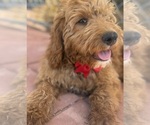 Small #1 Goldendoodle-Poodle (Toy) Mix