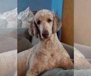 Father of the Labradoodle puppies born on 12/13/2023