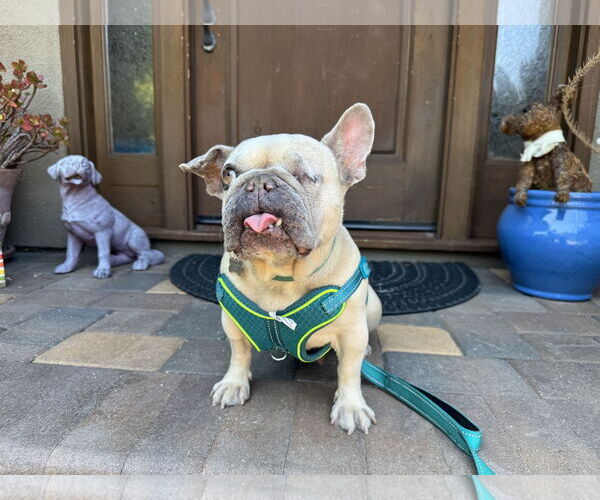 Medium Photo #4 French Bulldog Puppy For Sale in Santa Clara, CA, USA