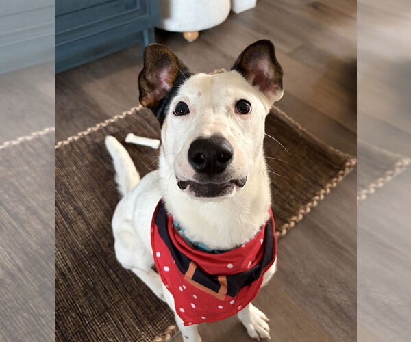 Medium Photo #2 Mutt Puppy For Sale in Oak Bluffs, MA, USA