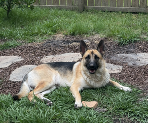 Father of the German Shepherd Dog puppies born on 05/21/2025