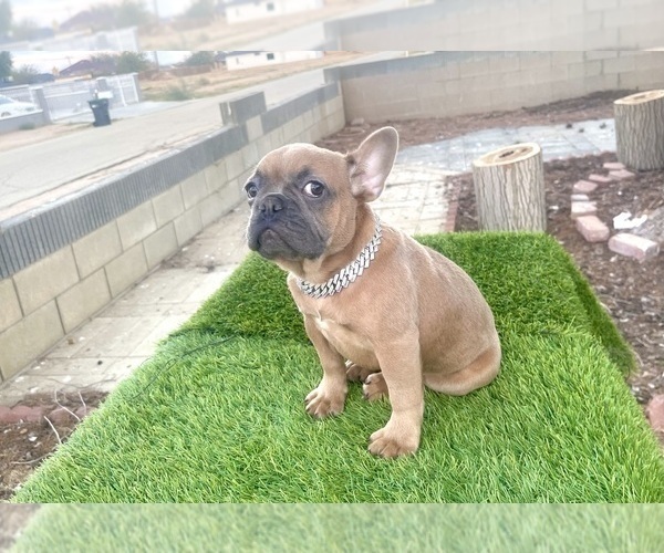 Medium Photo #6 French Bulldog Puppy For Sale in NEWPORT BEACH, CA, USA