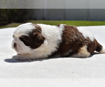 Small #2 Shih Tzu