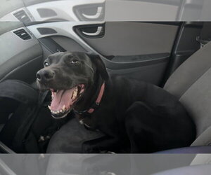 Labrador Retriever-Unknown Mix Dogs for adoption in Crystal, MN, USA