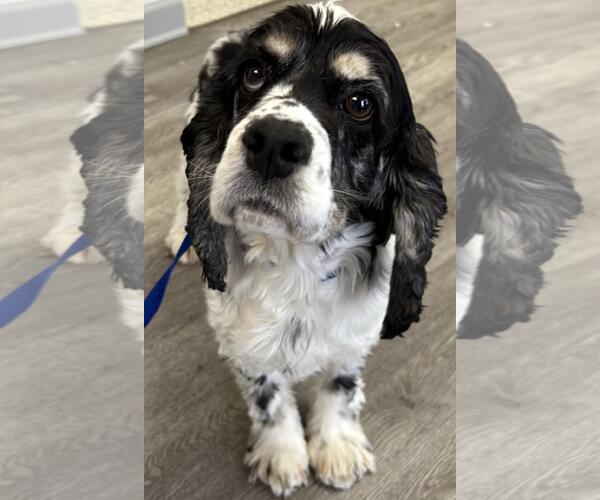 Medium Photo #3 Cocker Spaniel Puppy For Sale in Westminster, MD, USA