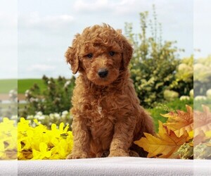 Goldendoodle-Poodle (Standard) Mix Puppy for sale in HONEY BROOK, PA, USA