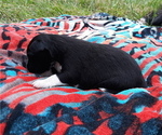Small Photo #4 Border-Aussie Puppy For Sale in AVA, MO, USA