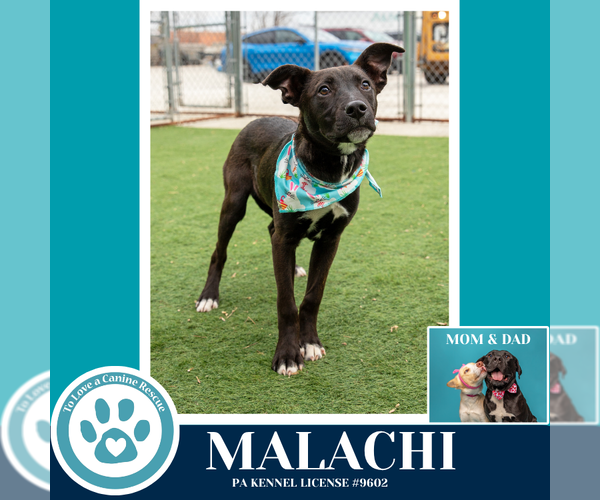 Medium Photo #5 Labrador Retriever-Unknown Mix Puppy For Sale in Kimberton, PA, USA