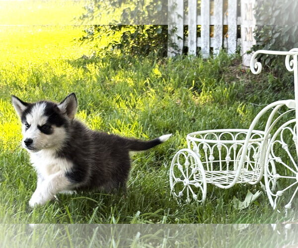 Medium Photo #2 Siberian Husky Puppy For Sale in Holly Hill, SC, USA