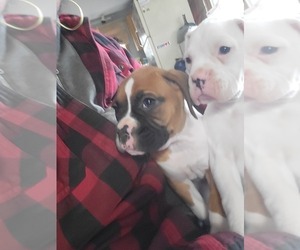 Boxer Puppy for sale in STAFFORD SPRINGS, CT, USA