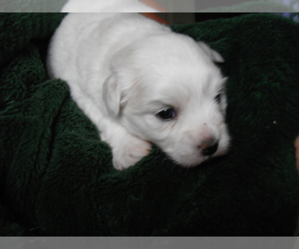 Medium Photo #4 Coton de Tulear Puppy For Sale in COLUMBIA, MO, USA