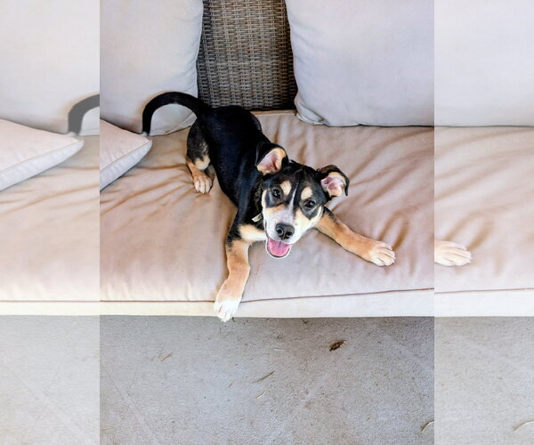 Medium Photo #2 Mutt Puppy For Sale in Sandy, UT, USA