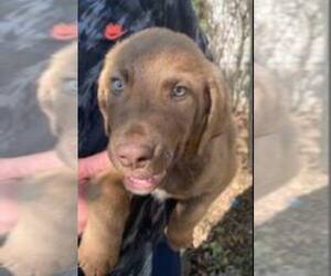 Chesapeake Bay Retriever Puppy for sale in BROWNS VALLEY, CA, USA