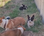 Small Photo #5 Border Collie-Pembroke Welsh Corgi Mix Puppy For Sale in CHILOQUIN, OR, USA