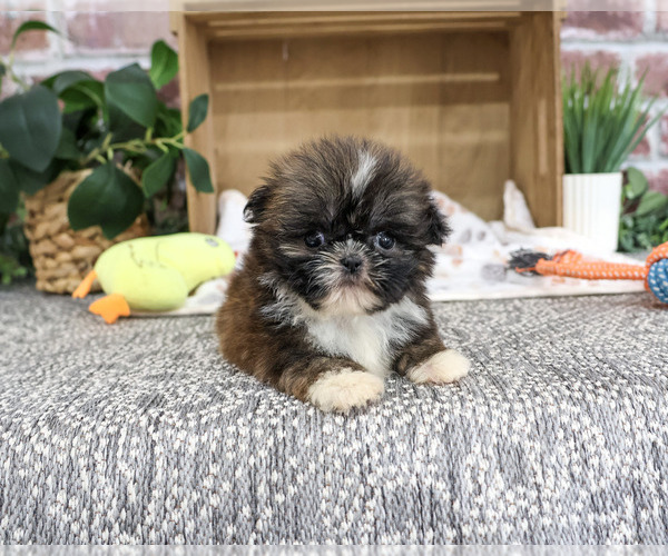 Medium Photo #4 Shih Tzu Puppy For Sale in SYRACUSE, IN, USA