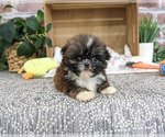 Small #3 Shih Tzu