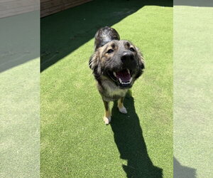 German Shepherd Dog-Unknown Mix Dogs for adoption in The Woodlands, TX, USA