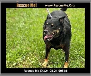 German Shepherd Dog-Unknown Mix Dogs for adoption in Benton, PA, USA