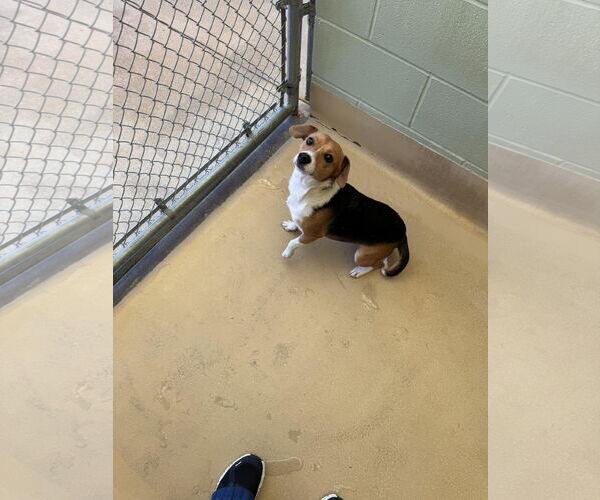 Medium Photo #2 Beagle Puppy For Sale in Tampa, FL, USA