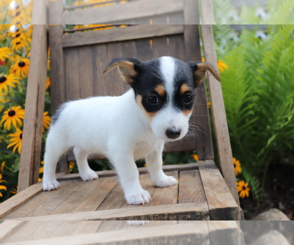 Medium Photo #1 Jack Russell Terrier Puppy For Sale in SHILOH, OH, USA