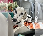 Small Photo #1 Dalmatian Puppy For Sale in CHARLOTTE, NC, USA