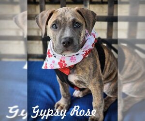 American Staffordshire Terrier Dogs for adoption in Anaheim Hills, CA, USA
