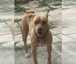 Small #1 Mutt