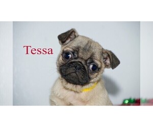 Pug Puppy for sale in CLARE, MI, USA