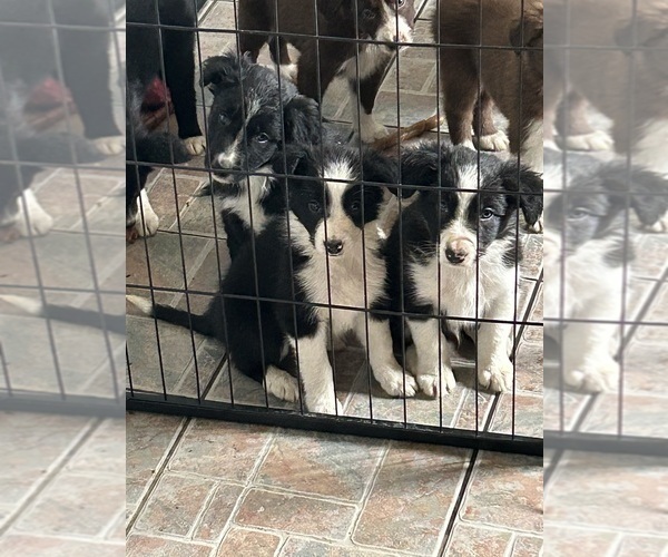 Medium Photo #2 Border Collie Puppy For Sale in HAMILTON, OH, USA