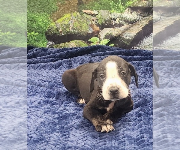 Medium Photo #23 Catahoula Leopard Dog Puppy For Sale in CUMBY, TX, USA