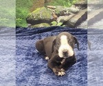 Small #22 Catahoula Leopard Dog