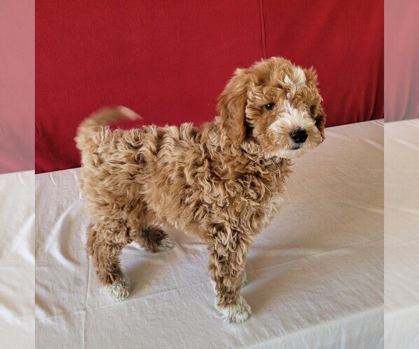 Medium Photo #4 Goldendoodle-Poodle (Miniature) Mix Puppy For Sale in GORDONVILLE, PA, USA