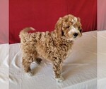 Small Photo #4 Goldendoodle-Poodle (Miniature) Mix Puppy For Sale in GORDONVILLE, PA, USA