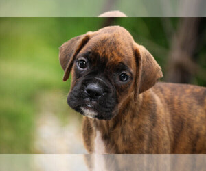 Boxer Puppy for sale in SHIPSHEWANA, IN, USA
