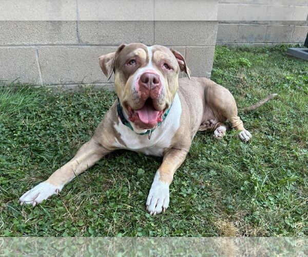 Medium Photo #1 American Staffordshire Terrier-Unknown Mix Puppy For Sale in Rochester, NY, USA