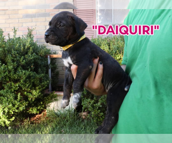 Medium Photo #14 America Bandogge Mastiff Puppy For Sale in DEER PARK, TX, USA