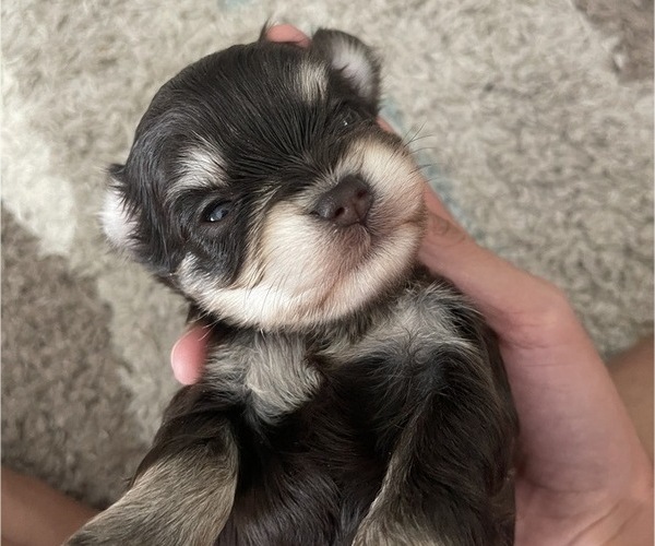 Medium Photo #2 Schnauzer (Miniature) Puppy For Sale in MADERA, CA, USA
