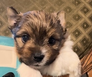 Yorkshire Terrier Puppy for sale in FORT WORTH, TX, USA