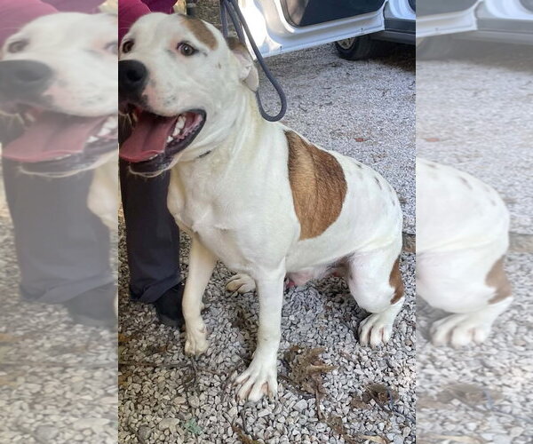Medium Photo #3 American Pit Bull Terrier-American Staffordshire Terrier Mix Puppy For Sale in Frenchburg, KY, USA